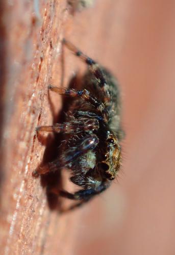 Pseudeuophrys erratica